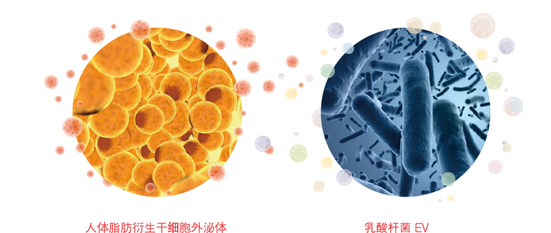 exosome_img02