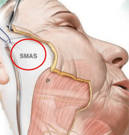 SMAS 해부 구조