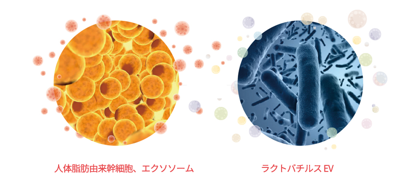 exosome_img02